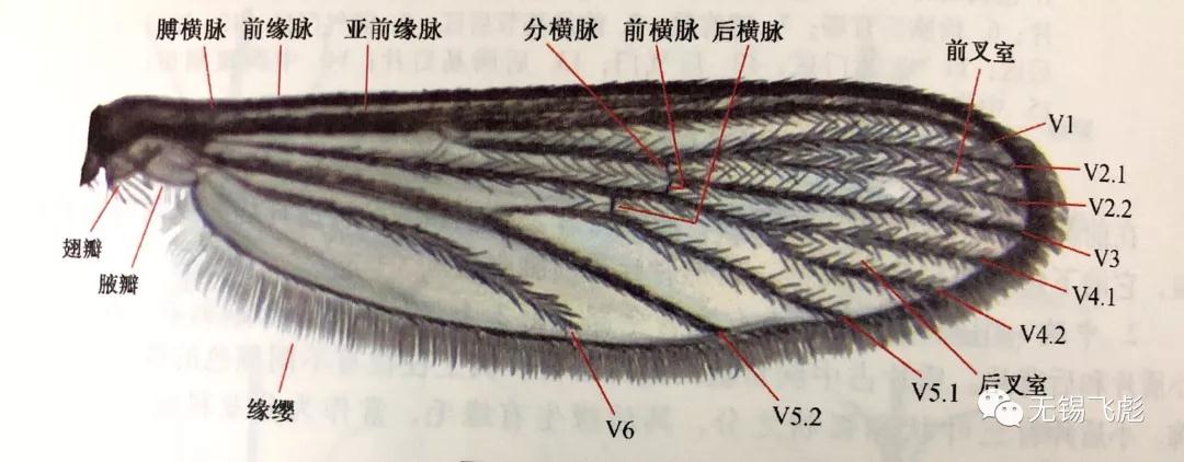 足细长,覆有鳞片.翅脉特殊,翅脉与翅缘有鳞片(头,胸,腹也覆盖有鳞片.