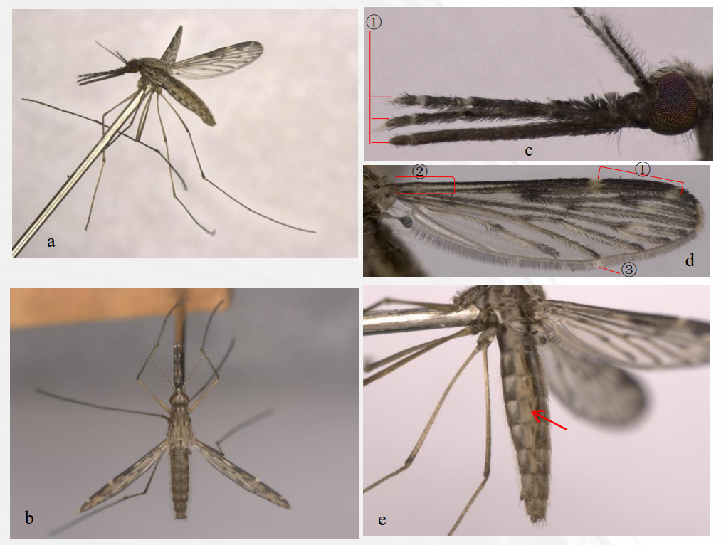 雌蚊翅①示前缘脉并包括亚前缘脉和纵脉1的白斑2个②示前缘脉基段1