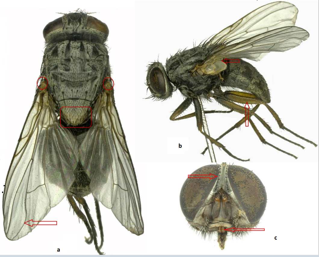体长6~9 mm;黑褐色鉴别要点:厩腐蝇54.雄腹部灰色